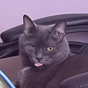 Meet your Posher, Saul